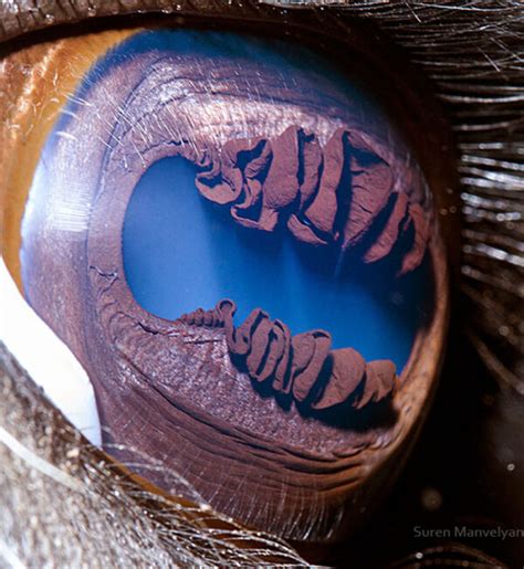 Armenian Photographer Captures Just How Unique Animal Eyes Are 30 Pics