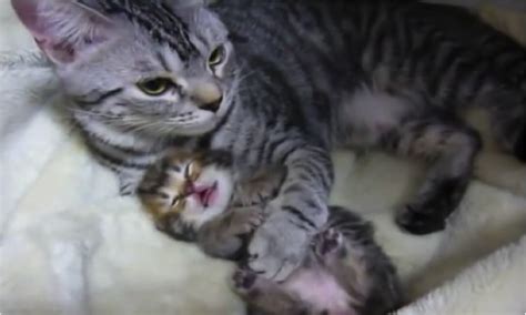 Mama Cat Comforts Her Kitten Cats Vs Cancer
