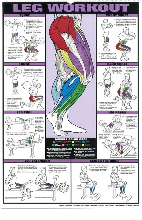 The Absolute Beginner S Guide To Exercise Workout Posters Leg