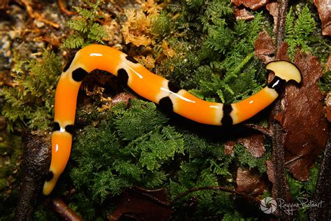 If you spot tiny black worms in your toilet, they are probably drain fly larvae. Hammerhead Worm | Also known as shovel head worm it is ...