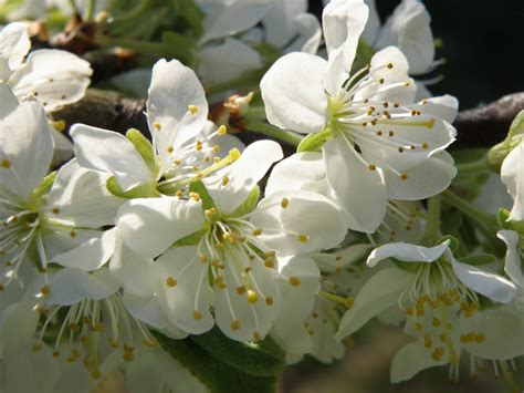 Spring Fruit Tree White Flowers Flower White Color Free Image Peakpx