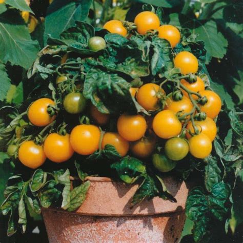 Dwarf Tomato Varieties Tomato Growing On The Windowsill