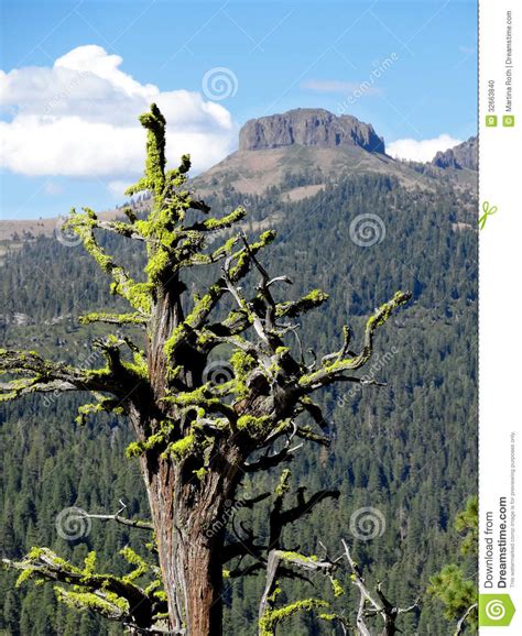 Trees Surviving In Nature Stock Photo Image Of Background 32663840