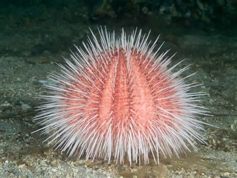 Madagascar Sea Urchin From Sea Creatures 3 Duskys Wonders Deep