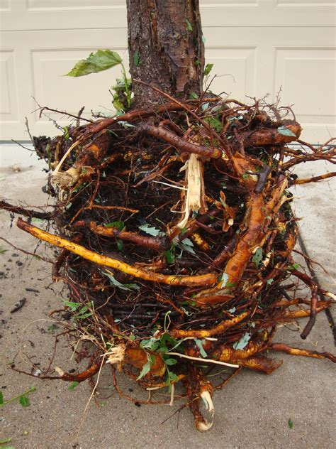 It is mainly native to the eastern united states, from connecticut west it is naturally a wetland tree, and develops a shallow, fibrous root system, unlike many oaks, which have a strong, deep taproot when young. CO-Horts: Even Horties Make Mistakes: Tree Planting