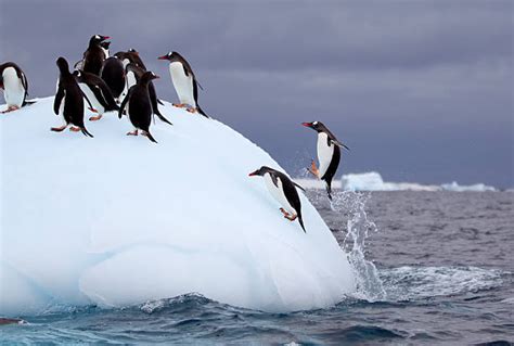 Penguins Jumping Water Stock Photos Pictures And Royalty Free Images