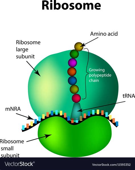 The Structure Of The Ribosome Infographics Vector Image