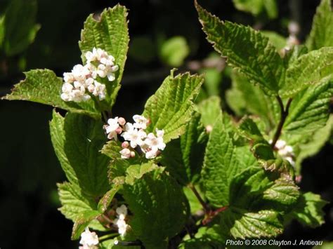 Viburnum Edule