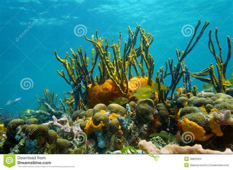 Underwater Scenery Colorful Marine Life Coral Reef Stock