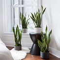 Beautiful Small Ornamental Plants For Your Home Interior Decoration