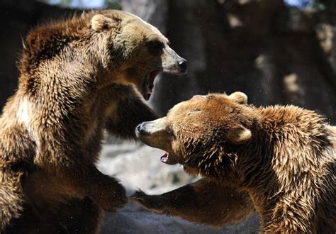Yellowstone Ecosystem Grizzly Bears Removed From Endangered Species