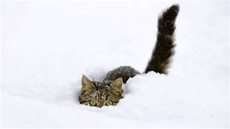 The Ultimate Funny Cats Discovering And Playing In Snow Compilation
