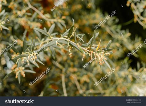Beautifully Blooming Beautiful Olive Tree Stock Photo 1739035193