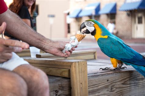 Parrot Eating Ice Cream Matthew Monarca Photography