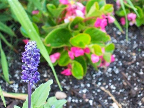 purple plant fafarooq flickr