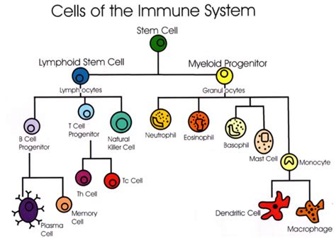Cells Of The Immune System Biomedical Science Immune System Medical