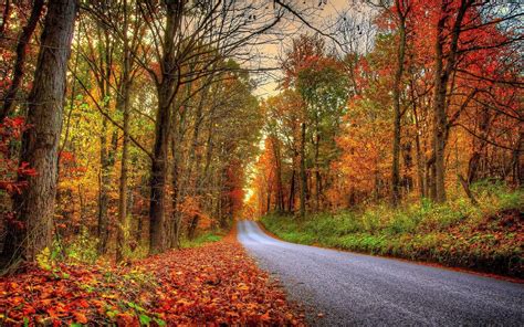 Hd Road In The Rusty Forest Wallpaper Download Free 149441