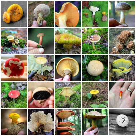 Steep Ravine Cams Original Photos Mushroom Grid 2 Mushrooms Of