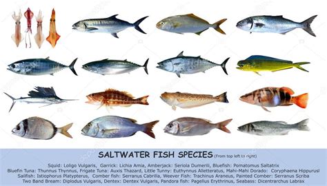 Types Of Snapper Fish