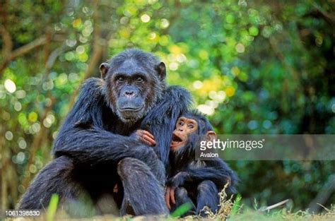 Mother Chimpanzee With Offspring At Gombe Stream National Park News