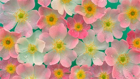 20 Beautiful Flower Wallpapers Free And Premium Templates
