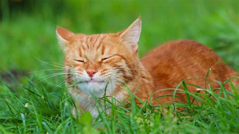 Desktop Wallpaper Cute Shy Cat Grass Closed Eyes Hd Image Picture Background 87409b