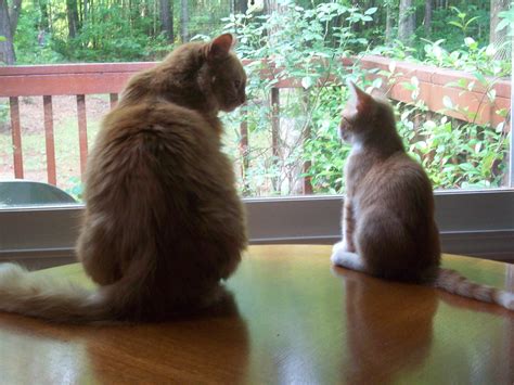 My Orange Tabby Cats Omalley And Chibi Orange Tabby Cats Tabby Cat