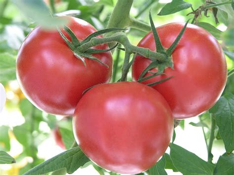 What Are The Best Tomato Varieties North Carolina Cooperative Extension