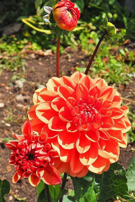 How To Grow Dahlias In The Garden Gardeners Path Late Summer