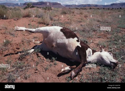 A Dead Cow Hit By Truck Lies In The Desert Along Interstate 40 Route