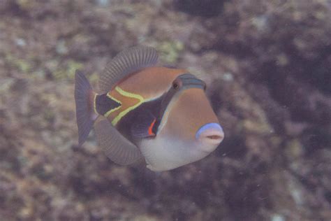 Wedgetail Triggerfish Mark Rosenstein Flickr