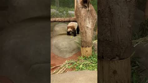 Panda Poop Youtube