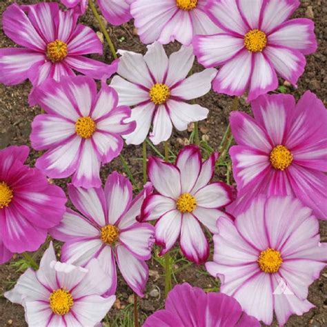 Cosmos Candy Stripe Appx 100 Seeds Annual 5060495012839 Ebay