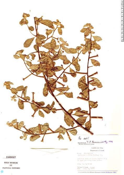 Ludwigia Affinis Rapid Reference The Field Museum