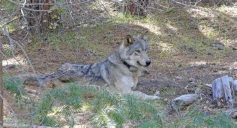 Endangered Gray Wolf Found Dead In California After