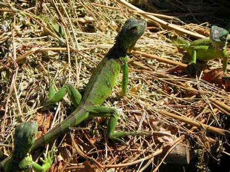 Ilmaisia Kuvia Luonto Eläin Villieläimet Iguana Eläimistö Vihreä