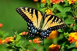 Schmetterlinge auch in Österreich bedroht