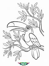 Coloring Bird Tsgos sketch template