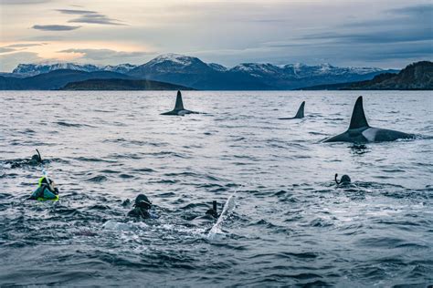 In Norway Whale Watchers Churn A Soup Of Chaos Hakai Magazine