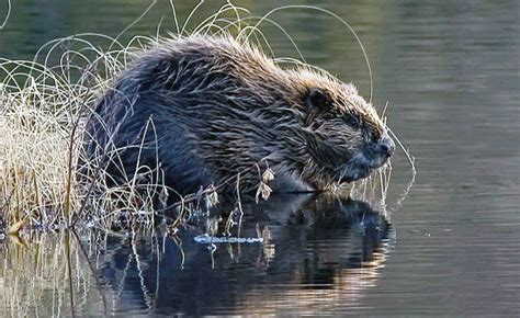The Biodiversity Benefits Of Beavers Thomson Ec