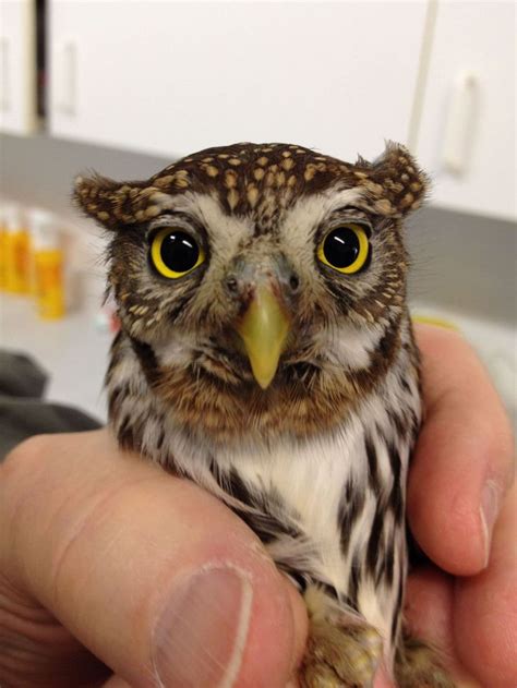 Baby Owl Owl Pet Baby Owls Owl