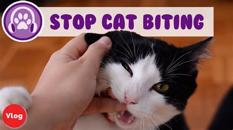 How To Stop Your Cat From Biting You Fast Youtube