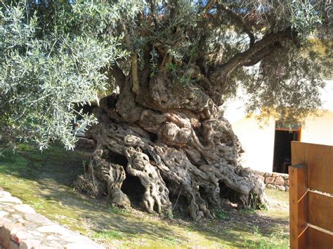The Oldest Olive Tree At Ano Vouves Crete Photo From Ano Vouves In
