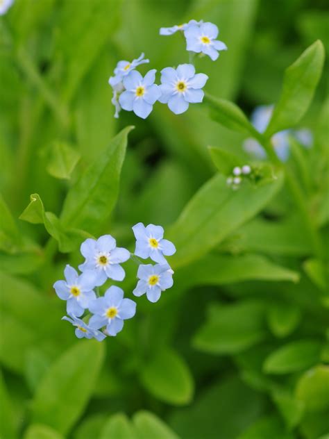 Myosotis Scorpioides Mermaid Beth Chattos Plants