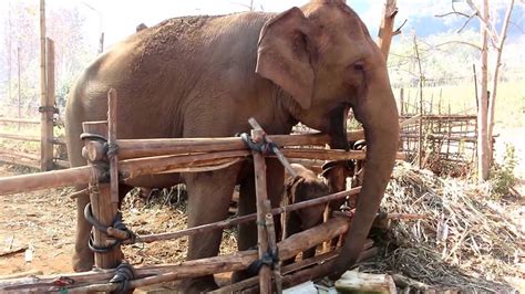 Our Trip To Happy Elephant Home Elephant Sanctuary Youtube