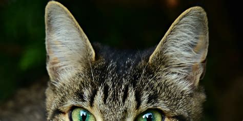 Hypochaeris species, especially hypochaeris radicata. Caring for your Cat's Ears | International Cat Care
