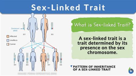 Sex Linked Trait Definition And Examples Biology Online Dictionary