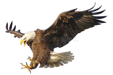 Bald Eagle Attack Vector Illustration Stock Vector Illustration Of