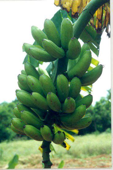 Nanjangud Rasabale Banana Plants Buy Nanjangud Rasabale Banana Plants
