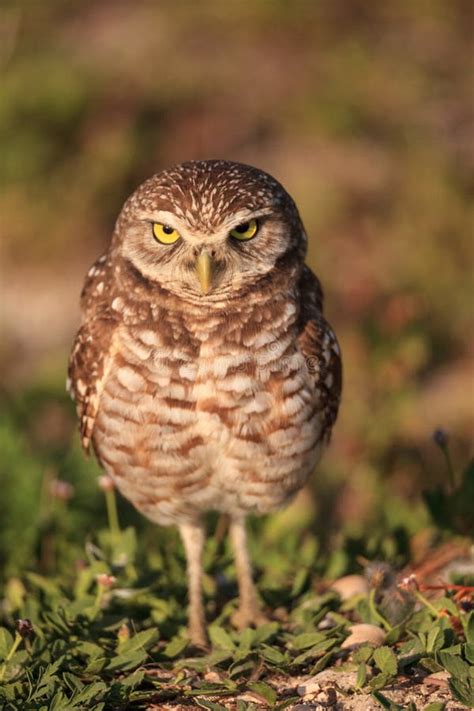 Adult Burrowing Owl Athene Cunicularia Perched Outside Its Burrow Stock